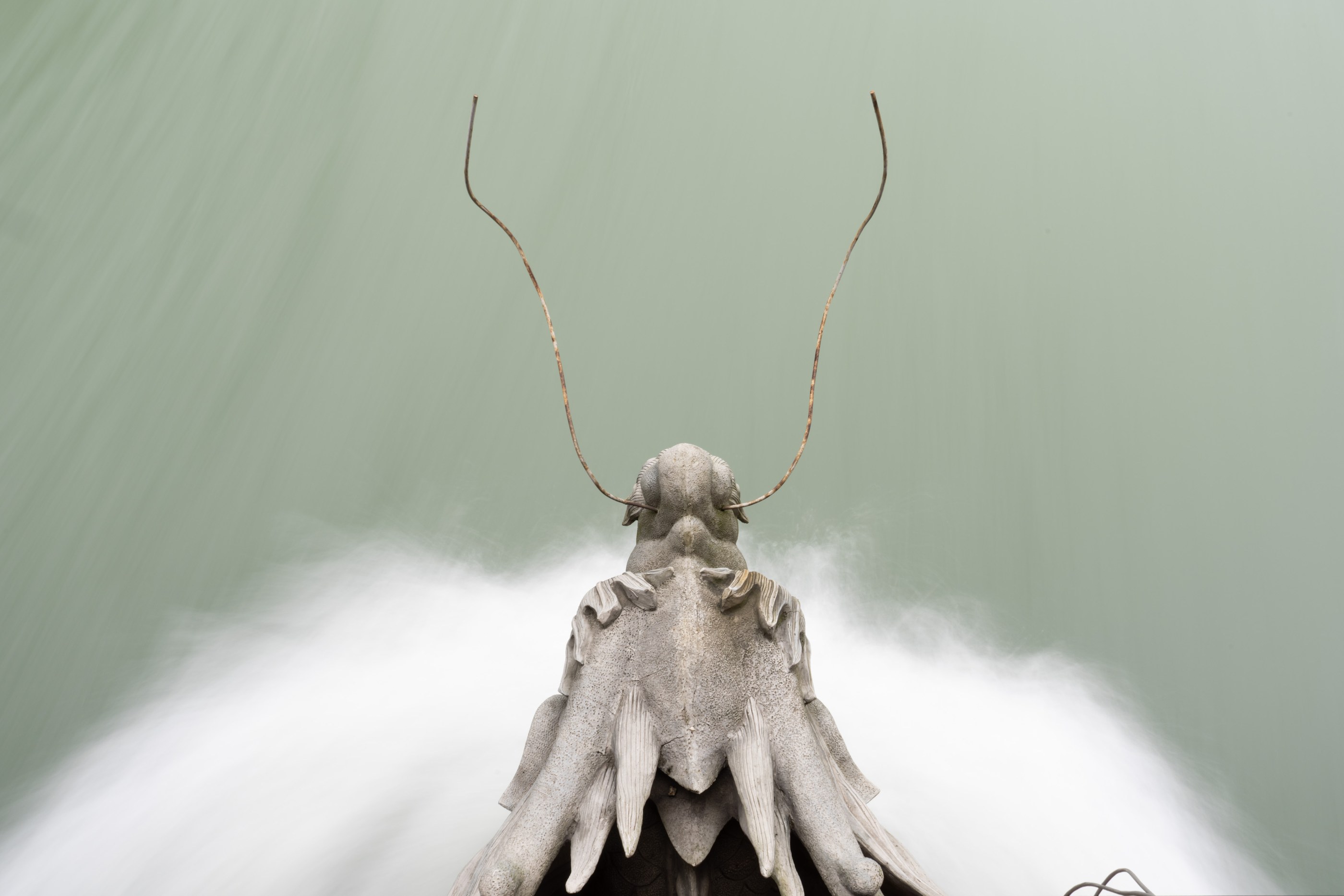A moth with long, delicate curved antennae.